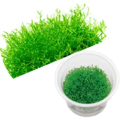 ADA IC299, Microcarpaea minima, Microcarpaea minima Merrill, foreground carpet plant, delicate aquarium carpet, high-tech carpeting plant, needle-leaf aquascaping plant, nano tank carpet, CO₂ carpet plant, rare aquarium plant, planted tank foregroun
